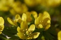 Eranthis Flowers Royalty Free Stock Photo