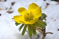 Eranthis hiemalis Royalty Free Stock Photo