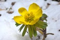 Eranthis hiemalis