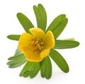 Eranthis hyemalis