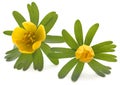 Eranthis hyemalis