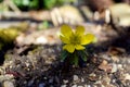 Eranthis hyemalis, TavolÃÂ­n zimnÃÂ­ Royalty Free Stock Photo