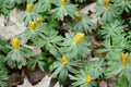 Eranthis hyemalis with yellow flowers