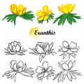 Vector set of outline Eranthis or winter aconite flower in black and yellow isolated on white background.