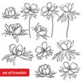 Vector set of outline Eranthis or winter aconite flower, bud and leaves in black isolated on white background.