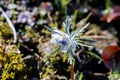 Eranthis pinnatifida pretty flower that blooms in early spring. Royalty Free Stock Photo