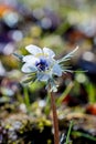 Eranthis pinnatifida pretty flower that blooms in early spring. Royalty Free Stock Photo