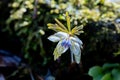 Eranthis pinnatifida pretty flower that blooms in early spring. Royalty Free Stock Photo
