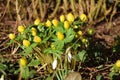 Eranthis