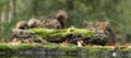 Erasian Red Squirrel - Sciurus vulgaris - three squirrels in a forest eating and drinking