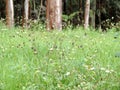 Grasslands at Eravikulam National Park, Kerala, India