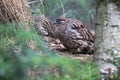 Erckel francolin