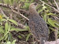 Erckel`s Francolin, Francolinus castaneicollisi , in Simien Mountains National Park, Ethiopia