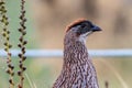 Erckel`s Francolin, profile closeup of body and head. Plant in background. On Mauna Kea, Big Island, Hawaii.