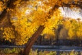 Erdao Bridge scenery in Ejina Populus euphratica forest, Inner Mongolia, China Royalty Free Stock Photo