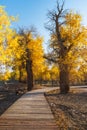 Erdao Bridge scenery in Ejina Populus euphratica forest, Inner Mongolia, China Royalty Free Stock Photo