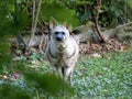 one Erdwolf, Proteles cristatus hyrio, stands on the grass and observes the surroundings