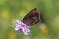 Erebia, brown alpine butterfly