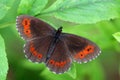 Erebia Ligea, Arran Brown resting on green leaf