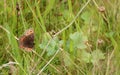 Erebia ligea, the Arran brown, on some leaves