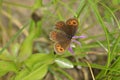 Erebia medusa, the woodland ringlet