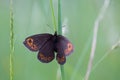 Erebia medusa (Woodland Ringlet) butterfly of the family Nymphalidae.