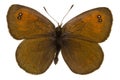 Erebia tyndarus (Swiss Brassy Ringlet) Royalty Free Stock Photo