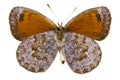 Erebia tyndarus (Swiss Brassy Ringlet)