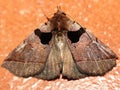 Erebidae moth (Anobinae) Anoba species