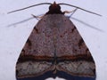 Erebidae moth (Anobinae) Baniana species