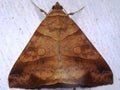 Erebidae moth (sub family Erebinae) Mocis