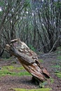 Erebus Cove, Aucklands Royalty Free Stock Photo