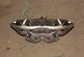 Erebus ephesperis moth with two eyes Royalty Free Stock Photo
