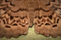 Owl moth Erebus macrops wing Scales Royalty Free Stock Photo