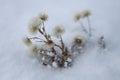 Erechtites hieraciifolius or fireweed on snowing background