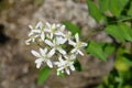 Erect clematis