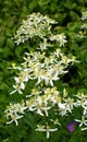 Erect clematis (Clematis recta) blooms in the wild Royalty Free Stock Photo