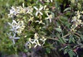 Erect clematis (Clematis recta) blooms in the wild Royalty Free Stock Photo