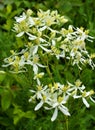 Erect clematis (Clematis recta) blooms in the wild Royalty Free Stock Photo