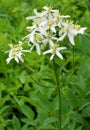 Erect clematis (Clematis recta) blooms in the wild Royalty Free Stock Photo