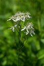 Erect clematis white flowers - Latin name - Clematis recta Royalty Free Stock Photo