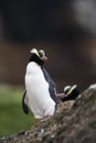 Erect-crested Penguin, Eudyptes sclateri Royalty Free Stock Photo