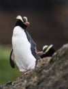 Erect-crested Penguin, Eudyptes sclateri Royalty Free Stock Photo