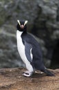 Erect-crested Penguin, Eudyptes sclateri Royalty Free Stock Photo