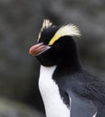 Erect-crested Penguin, Eudyptes sclateri Royalty Free Stock Photo