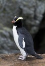 Erect-crested Penguin, Eudyptes sclateri Royalty Free Stock Photo