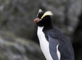 Erect-crested Penguin, Eudyptes sclateri Royalty Free Stock Photo