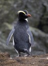 Erect-crested Penguin, Eudyptes sclateri Royalty Free Stock Photo