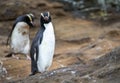 Erect-crested Penguin, Eudyptes sclateri Royalty Free Stock Photo