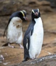 Erect-crested Penguin, Eudyptes sclateri Royalty Free Stock Photo